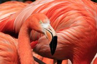 142 - RED FLAMINGO - PAILLE JEAN-CLAUDE - france <div